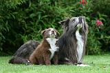 BORDER COLLIE 1228